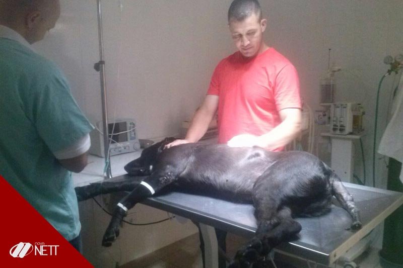 Curso Auxiliar Veterinário Curso Auxiliar Veterinário