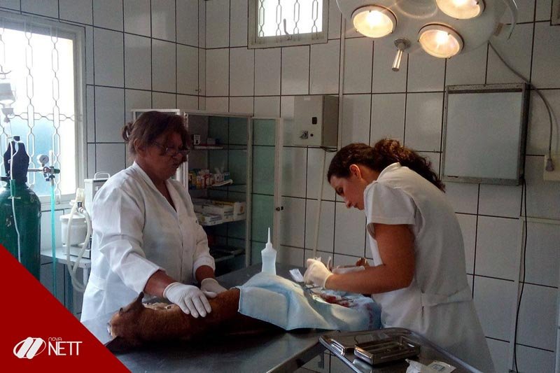 Curso Auxiliar Veterinário Curso Auxiliar Veterinário