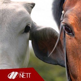 Auxiliar Veterinário Cavalos e Bois