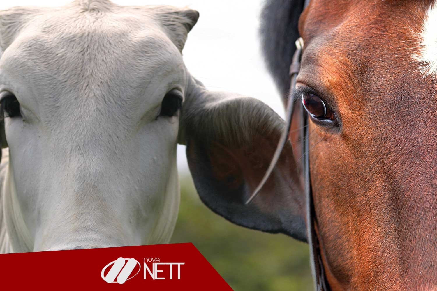 Auxiliar Veterinário Cavalos e Bois